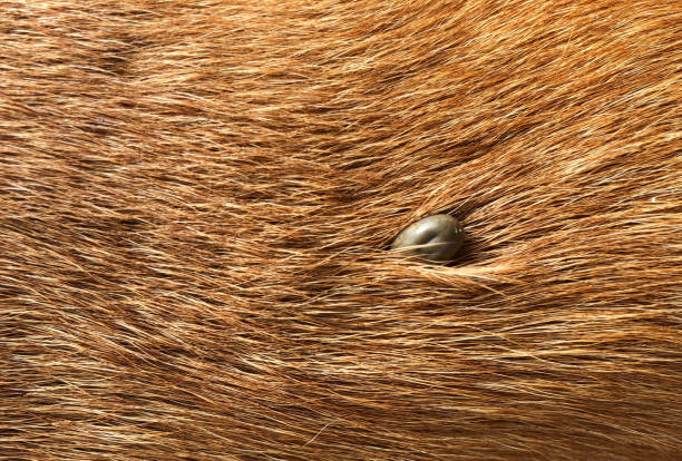 tique dans le pelage d'un chien